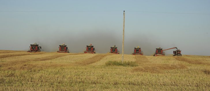 Combines harvesting canola head into the sun at Hanmer Farms near Govan, Sask., Sept. 7.   |  William DeKay photo