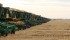 A new world record of 249 combines harvesting on the same field at the same time was set at the Harvest for Kids, held Oct. 6 near Saskatoon. | Robin Booker photo