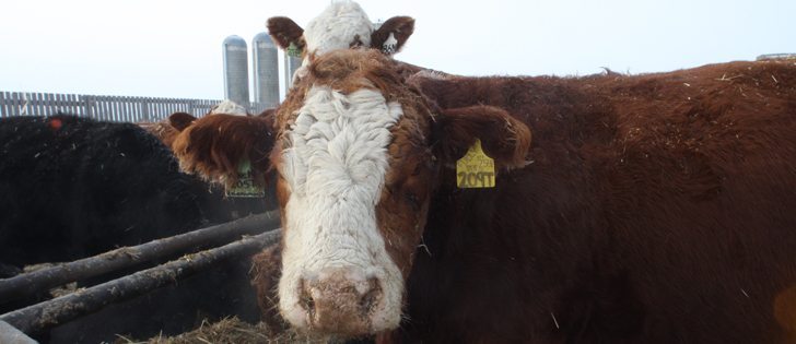 Plans for a beef processing plant, which at one time was expected to open in Winnipeg in 2010, have stalled.  |  File photo