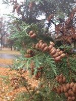 Cycles of death and resurrection. And hogs, cattle, economists and Winnipeg