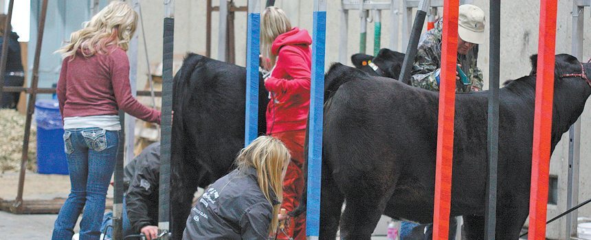 It’s all hands on deck for cattle exhibitors at Farmfair International. | Mary MacArthur photo