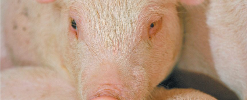 The Manitoba Pork Council’s stabilization plan will help “on a temporary basis,” says a producer.  |  File photo