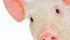 The federal government is urging hog producers to take advantage of existing government programs. | File photo