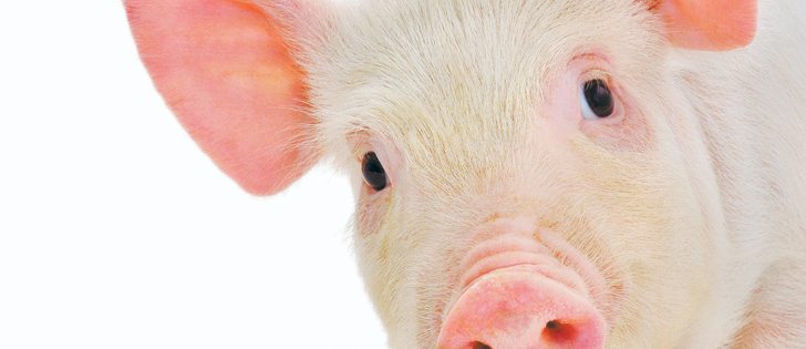 The federal government is urging hog producers to take advantage of existing government programs.  |  File photo