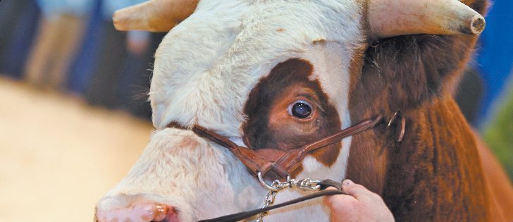 This Hereford bull was named supreme champion and also won the champion title at the World Hereford Conference in Alberta earlier this year. Owner Grant Hirsche plans to take him to the National Western Stock Show in Denver this January.  |  Michael Raine photo