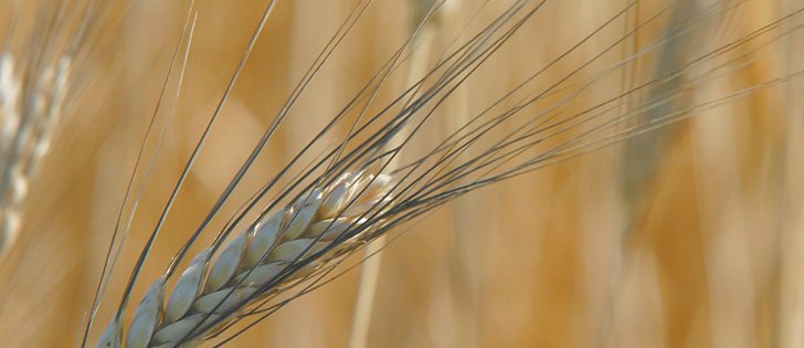 Durum acres could fall in 2013 if a premium does not develop for the pasta-making wheat.  |  File photo
