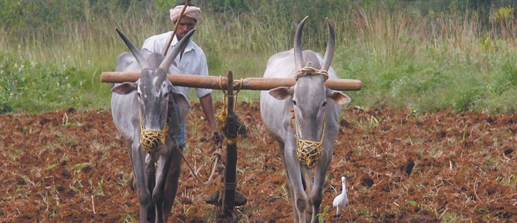 India’s reliance on imported pulses will increase because of pest damage to their summer pigeon pea crops.  |  File photo