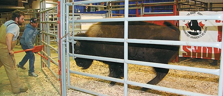 Corey Lowes, left, and Les Kroeger try to convince this yearling bison bull that it’s time to leave the sale ring during the 20th annual Canadian National sale held Nov. 20 at Canadian Western Agribition. Lot 28’s reluctance to use an open gate delayed the sale for several minutes.  |  Karen Briere photo
