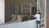 Cattle are loaded through the chute into the plant in this file image of XL Foods in Brooks, Alta. | File photo