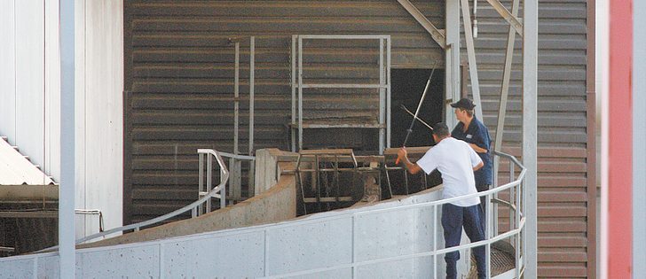 Cattle are loaded through the chute into the plant in this file image of XL Foods in Brooks, Alta.  |  File photo