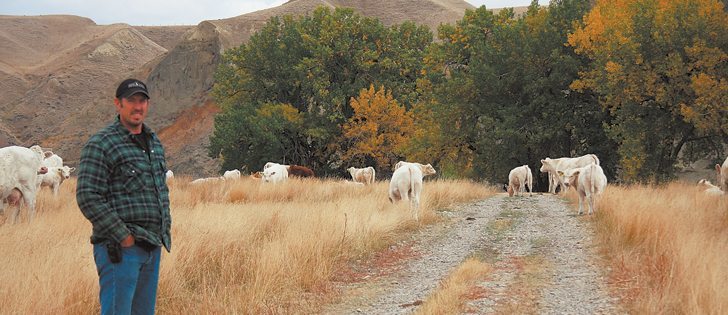 Mark Lohues says he enjoys working with cattle and managing the livestock side of the business, which includes Coyote Flats Charolais, on the family farm near Chin, Alta.  |  Barb Glen photo