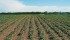Precision planting with a Monosem vacuum planter in trials near Lacombe, Alta., proved effective. However, the 18 inch and 24 inch spacings took longer to canopy. The 24 inch spacings were in flower prior to canopy. The seedling mortality appeared to be similar with both planter and air seeder, but planter seedlings had a better chance of becoming full grown, yield producing plants. | Craig Shaw photo
