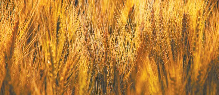 Wheat superiority