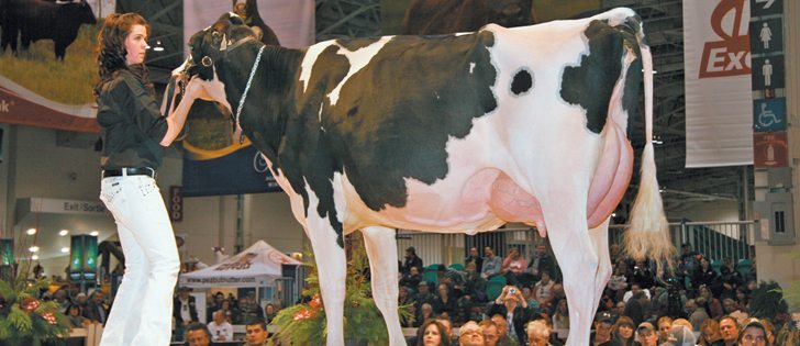 Cookiecutter MOM, which sold for $200,000 at the Royal Agricultural Winter Fair’s Sale of Stars, was among a group of  youthful Holsteins carrying a full package of genetic information. At the halter is Sarah Paulin.  |  Barbara Duckworth photo