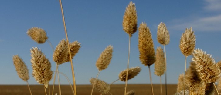 Canaryseed markets are suffering from the strong dollar and competition from Hungary and Argentina, says Canpulse Foods.  |  File photo