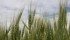 Winter wheat crops are off to a bad start around the world, but there is plenty of time for them to recover, say analysts. | File photo