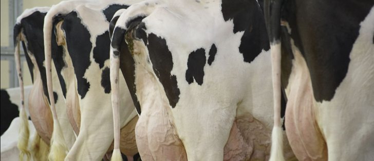 Dairy farmers are trying to stop cheese imports that avoid supply management rules because of a loophole.  |  File photo
