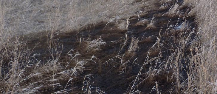Carlyle Jorgensen, a grain farmer from Cromer, Man., found this oil spill last winter in a ditch near his home. The photo was taken in March, a few weeks after the spill, but Jorgensen estimates an oil company dumped 30 barrels of oil and salt water into the ditch instead of injecting the waste water into a disposal well. Even though he reported the incident last winter, the province has not cleaned up the site or fined an oil company for the infraction.  |  Carlyle Jorgensen photo