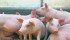 Industry experts say spring and summer hog futures may encourage farmers to restock barns. | File photo