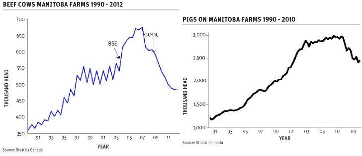 Manitoba’s beef cow and pig herds have risen and fallen with the value of the Canadian dollar. 