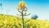 Data shows direct seeding in early May in the dark brown soil zone increases yield about half the time. | File photo