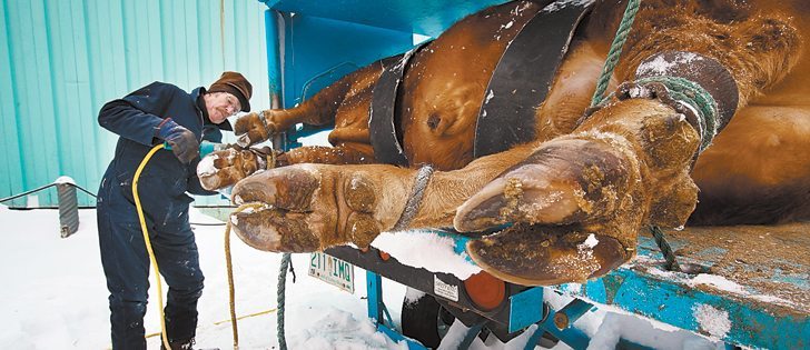 Ray Kneeland has been keeping animals’ hoofs trim and clean for more than 40 years.  |  Michael Raine photo