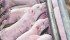 An episode of CTV’s W5 has put a spotlight on animal welfare and hog production in Canada. | File photo