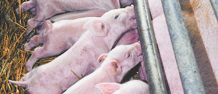 An episode of CTV’s W5 has put a spotlight on animal welfare and hog production in Canada.  |  File photo