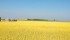 Agrisoma Biosciences contracted 6,700 acres of carinata this year. | Agrisoma photo