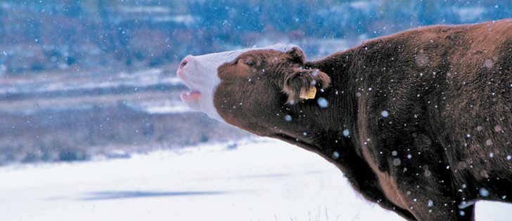 Canada is its own best beef customer, but that doesn’t diminish the importance of exports. | File photo