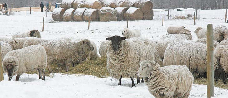 Producers must use trace mineral supplements specifically labelled for use in sheep and goats to avoid copper poisoning.  |  File photo