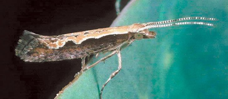 Understanding the diamondback moths’ ability to adapt to pesticides may help improve control methods.  |  Merle Shepard, Gerald R. Carner, P.A.C. Ooi photo