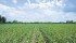 At least one analyst says expectations for a return to normal weather and corn yields are unrealistic and he expects to see prices rise this spring. | File photo