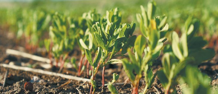 Marlene Boersch of Mercantile Consulting Venture is forecasting a 15 to 20 percent reduction in lentil acreage in 2013.  |  File photo