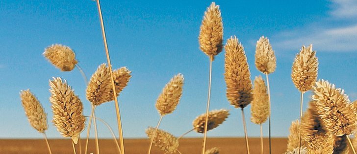 Trade and delivery issues and cleaning and processing costs have scared off global canaryseed buyers.  |  File photo