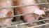 Vertically integrated producers have not been forced to downsize herds during recent profit losses. | File photo