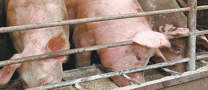 Vertically integrated producers have not been forced to downsize herds during recent profit losses.  |  File photo