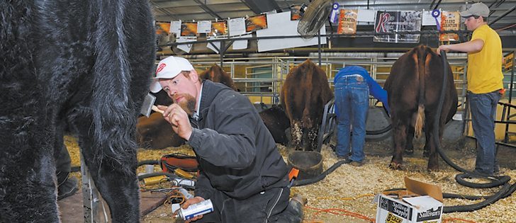 Custom fitter Ryan Archdekin of Speers, Sask., works on Captain Morgan, a two-year-old bull owned by Triple L Angus during the Saskatoon Fall Fair last fall.  |  William DeKay photo
