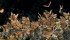 Thousands of Monarch butterflies perch on tree branches at the butterfly sanctuary near Angangueo, Michoacan, Mexico. | Robin & Arlene Karpan photo