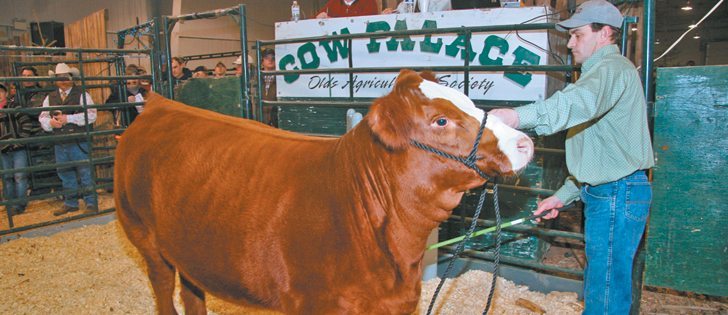 This young female named RF Scream 216Z was the top selling Simmental at the Friday Night Lights sale held in Olds, Alta., Dec. 14. Consigned by Garth Rancier of Killam, Alta., the final bid was $36,000 from Rust Mountain View Ranch in North Dakota.  |  Barbara Duckworth photo