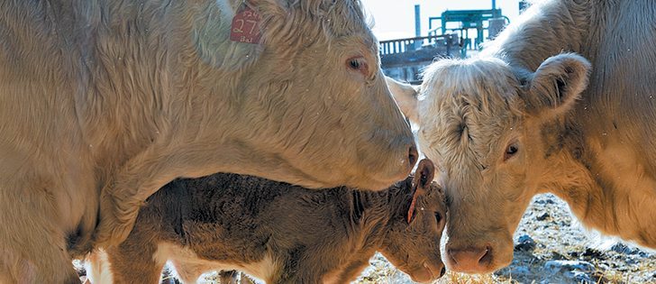 Ideally two-thirds of the cow herd will calve in the first 21 days of the season so cows can be bred in their next cycle, says a veterinarian at the Western College of Veterinary Medicine.  |  File photo