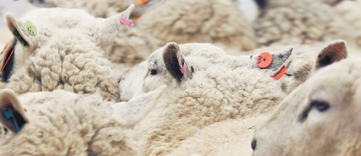 Detailed records on mortality levels, medical history and birth and weaning weights are important in making sound business decisions.  |  File photo