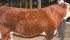 UPS Uptown ET, owned by Grant and Annette Hirsche of Okotoks, Alta., and Upstream Ranch of Taylor, Nebraska, and William and Sonya Vandergriff of Calhan, Colorado, was named reserve champion horned Hereford bull at the 2013 National Western Stock Show. Weighing in at 2,613 pounds on show day, this two-year-old was also the supreme champion bull at Canadian Western Agribition in Regina last November. | Barbara Duckworth photo