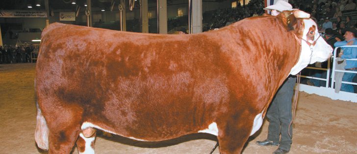 UPS Uptown ET, owned by Grant and Annette Hirsche of Okotoks, Alta., and Upstream Ranch of Taylor, Nebraska, and  William and Sonya Vandergriff of Calhan, Colorado, was named reserve champion horned Hereford bull at the 2013 National Western Stock Show. Weighing in at 2,613 pounds on show day, this two-year-old was also the supreme champion bull at Canadian Western Agribition in Regina last November.  |  Barbara Duckworth photo