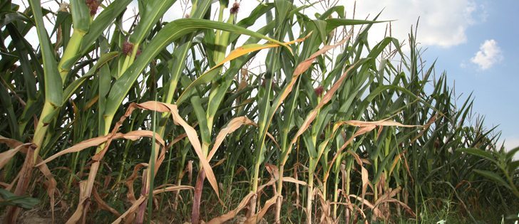 Corn crops in much of the U.S.like this one near Greenfield, Ind., have been hurt by drought. | File photo.