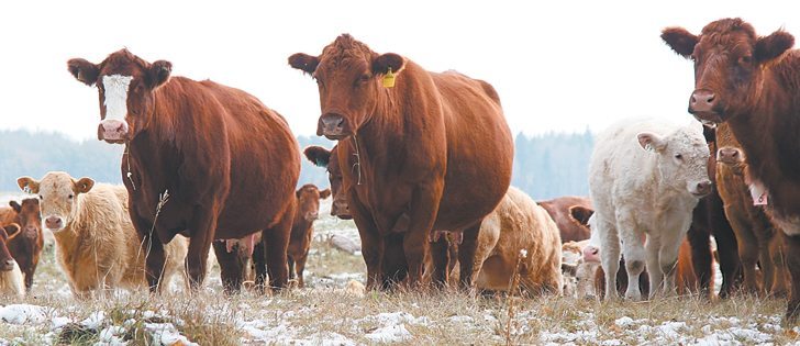 Some federal pasture patrons came away frustrated from the recent Saskatchewan Cattlemen’s Association annual meeting. | File photo