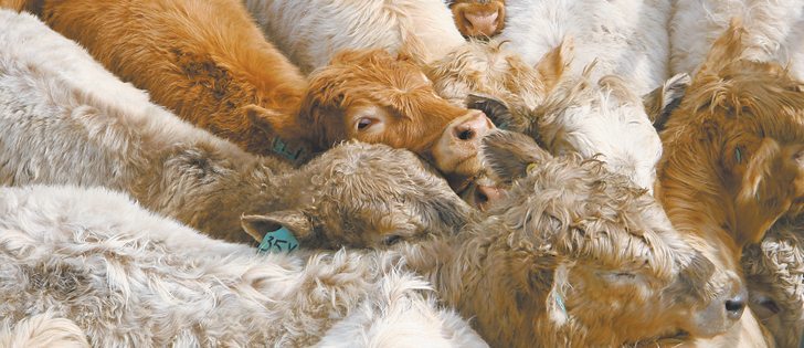 Beef shipped from Canada to Japan must be younger than 30 months under the new regulations. | File photo