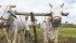 Northern India had scant rainfall for the first half of January, but received some moisture mid-month. | File photo