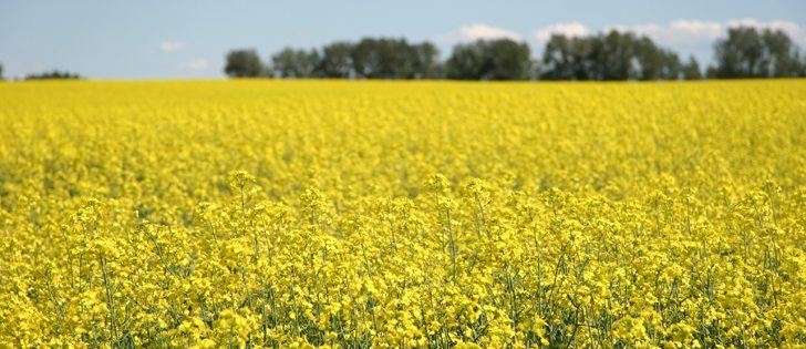 Canadian canola officials hope to begin opening the door to China’s inland crushing plants within months. | File photo