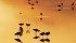 American avocets at sunset at Chaplin Marsh, Saskatchewan, Canada
